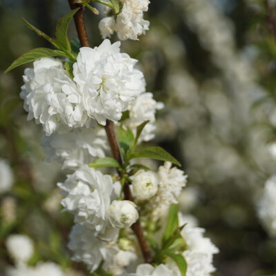 Prunus glandulosa 'Alba Plena' (7)